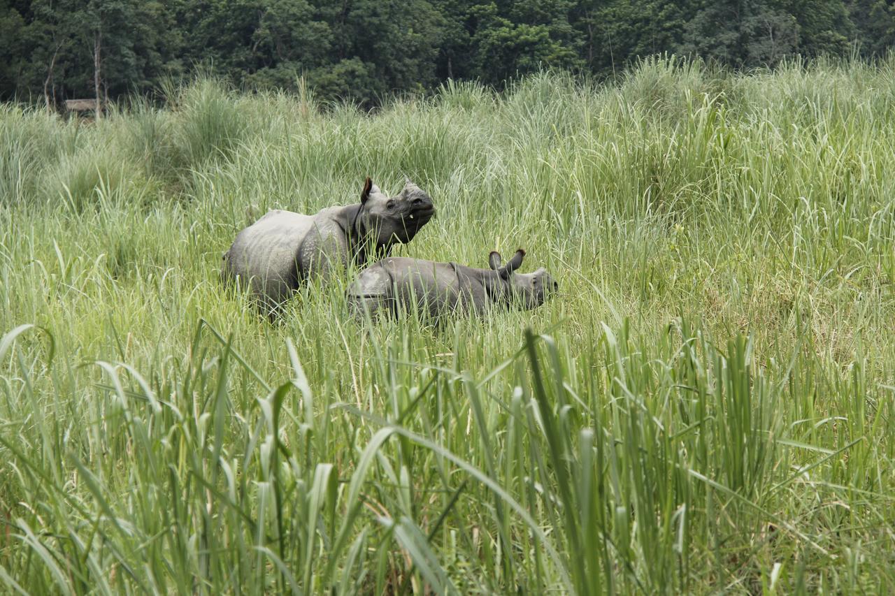 Rhino Land Jungle Lodge Sauraha Eksteriør bilde