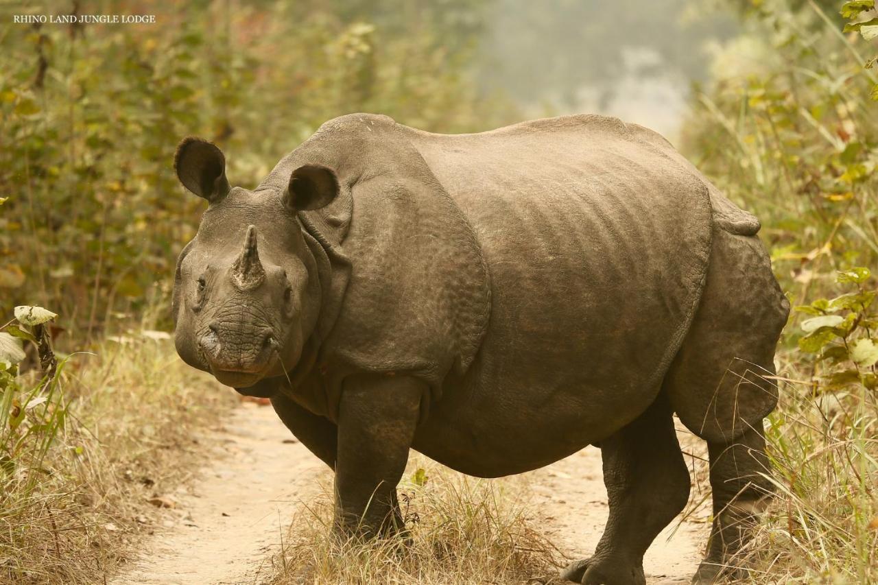 Rhino Land Jungle Lodge Sauraha Eksteriør bilde